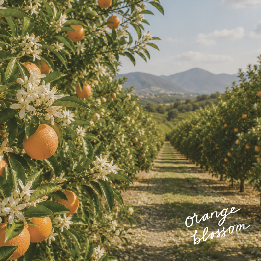 Orange Blossom